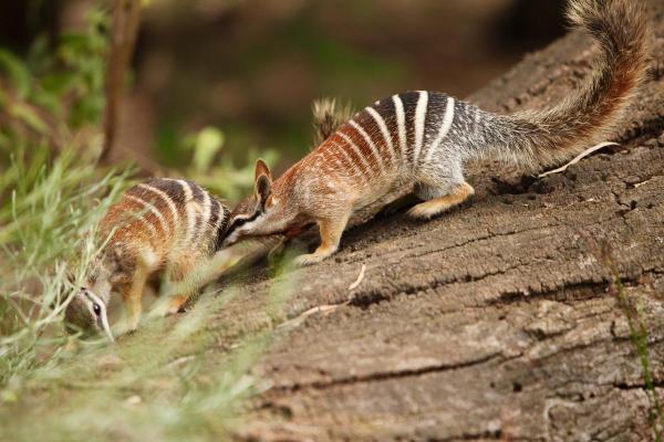 What Is a Numbat Animal? - Reproduction of the numbat