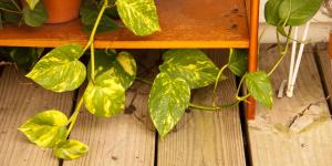 Reviving Yellowing Pothos Leaves