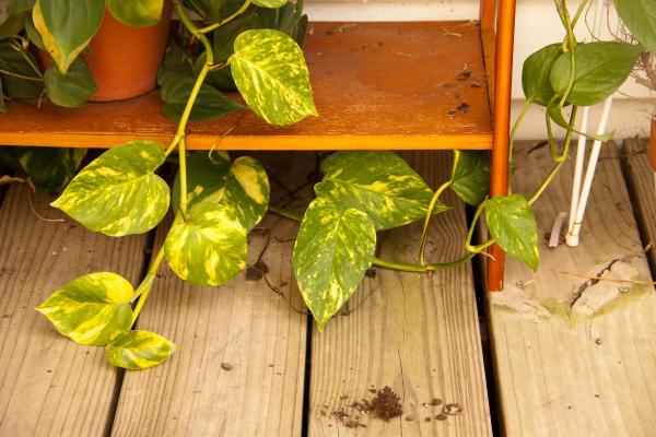 Reviving Yellowing Pothos Leaves