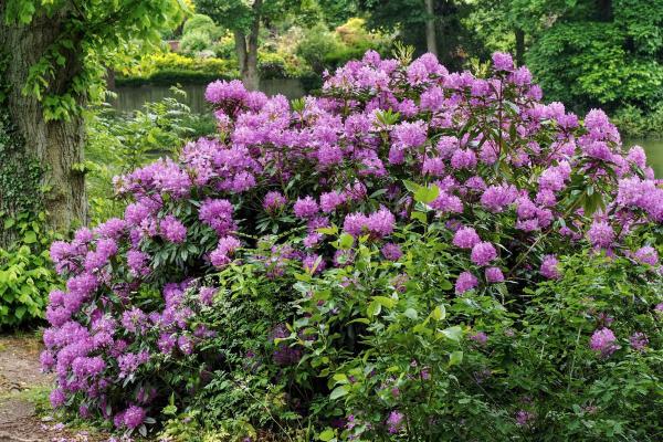 Best Outdoor Plants That Enjoy Shade - Rhododendron (Rhododendron spp.)