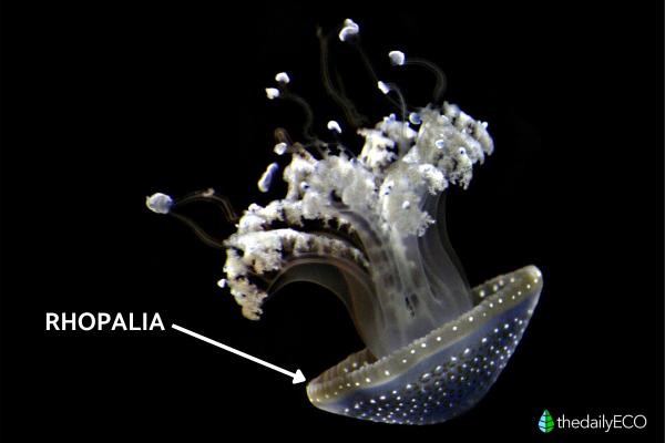 Jellyfish Anatomy - Parts of a Jellyfish - Rhopalia
