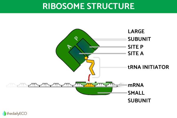 Ribosomes Structure and Function in Biology - Ribosome structure