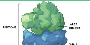Ribosomes Structure and Function in Biology