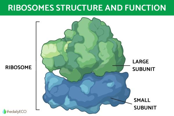 Ribosomes Structure and Function in Biology