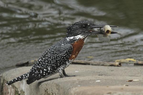 Types of Piscivorous Animals With Examples - Ringed kingfisher