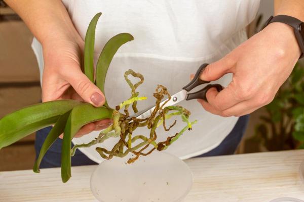 Most Common Orchid Diseases and Pests - Root rot in orchids