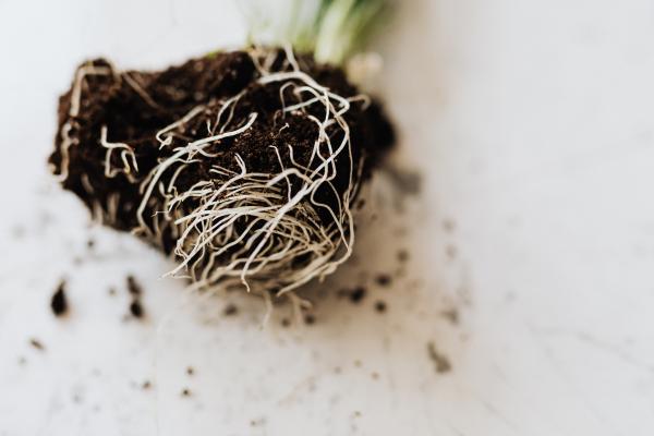 Parts of a Plant and Their Functions - Roots