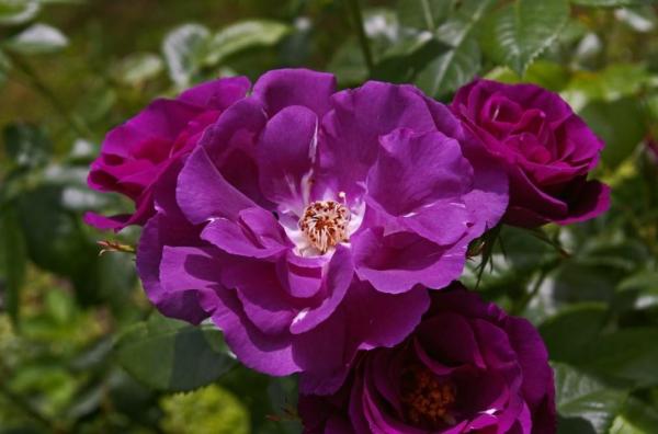 Purple Flowering Plants for Your Home or Garden - Rose