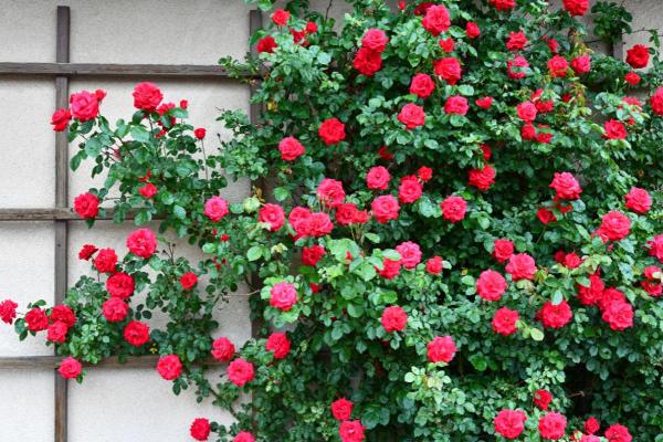 What Are the Best Climbing Plants for Outdoor Spaces? - Rose bush (Rosa spp.)