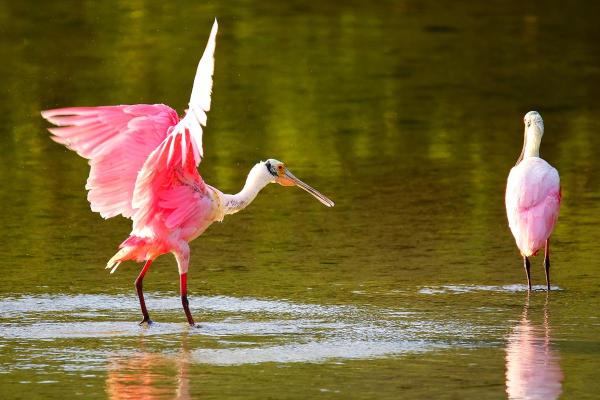 Types of Wading Birds - Roseate spoonbill (Platalea ajaja)