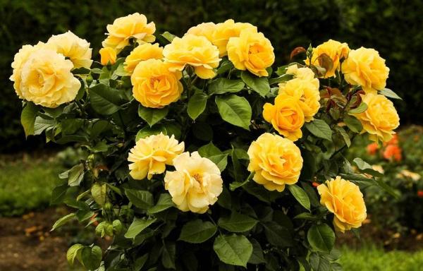 Low Maintenance Plants for Full Sun Gardens - Roses