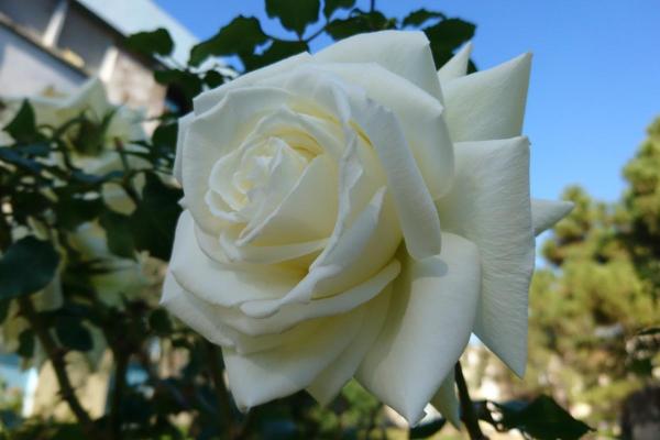 White Flower Plants for the Garden - Roses (Rosa)