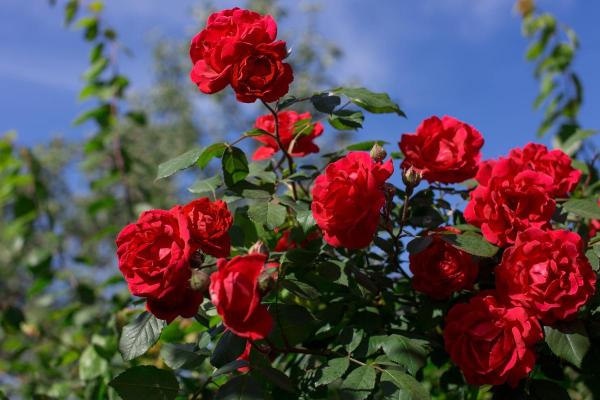 10 Flowers That Bloom in May - Roses (Rosa spp.)