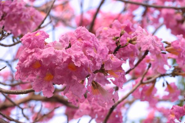 Fruit Trees That Have Pink Flowers - Rosy trumpet tree (Tabebuia rosea)