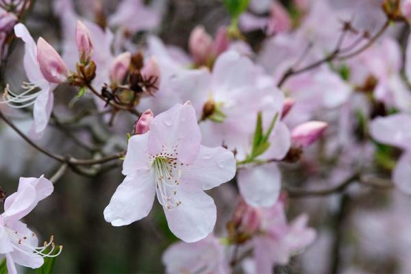 Aazlea Bush Types - Different Kinds of Azaleas - Royal azalea