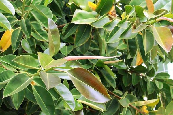 Indoor Plants That Absorb Heat - Rubber fig