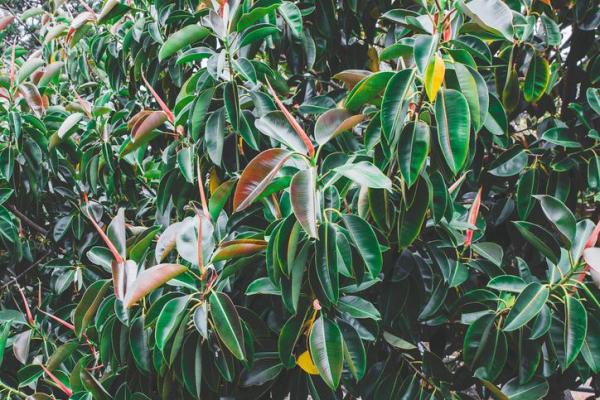 Plants With Colorful Leaves - Bright Foliage Plants - Rubber fig (Ficus elastica)