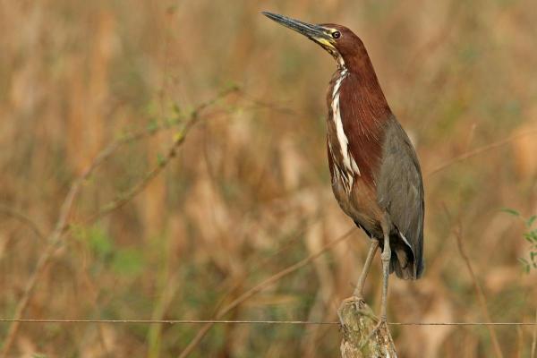 Types of Heron Birds - Rufescent tiger heron