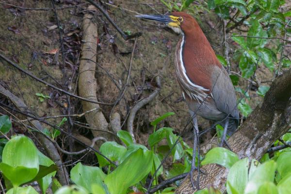 Types of Wading Birds - Rufescent tiger heron (Tigrisoma lineatum)