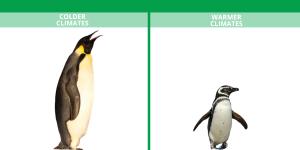 Rules of Thermoregulation in Animals