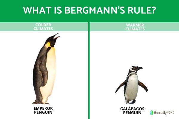 Rules of Thermoregulation in Animals