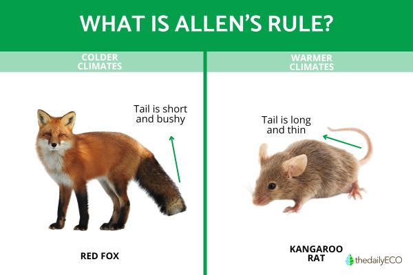Rules of Thermoregulation in Animals -