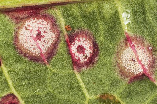 Most Common Orchid Diseases and Pests - Rust infection