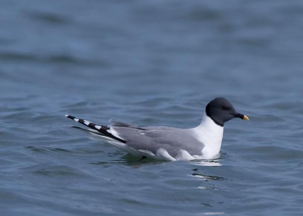 Are There Different Kinds of Seagulls? - Sabine's Gull (Xema sabini)