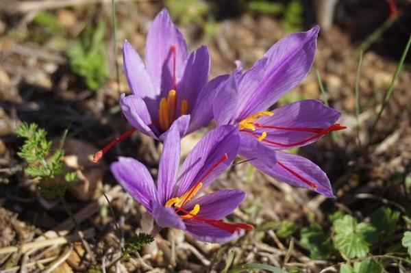 Purple Flowering Plants for Your Home or Garden - Saffron