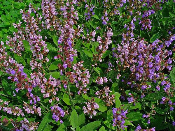 Plants That Repel Mosquitoes - Sage (Salvia officinalis)