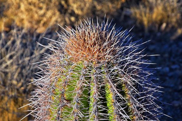 Best Living Room Indoor Plants - Saguaro (Carnegiea gigantea)