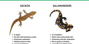 Salamander vs. Gecko Differences