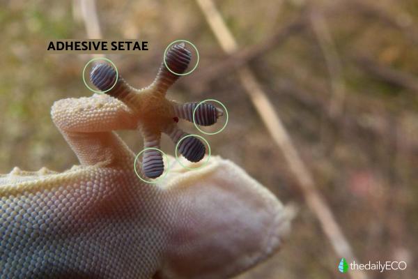 Salamander vs. Gecko Differences - Salamander vs. gecko taxonomic differences