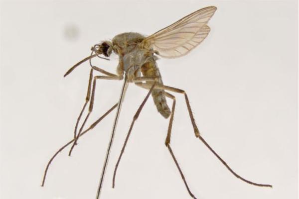 Different Types of Mosquitoes - Mosquito Species - Saltpool mosquito (Opifex fuscus)