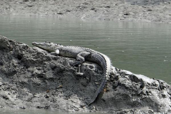 Why the Saltwater Crocodile is the Ultimate Apex Predator - Saltwater crocodile feeding habits and prey