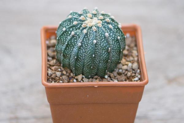 Cactus Without Spines - Spineless Cactus Types - Sand dollar cactus (Astrophytum asterias)