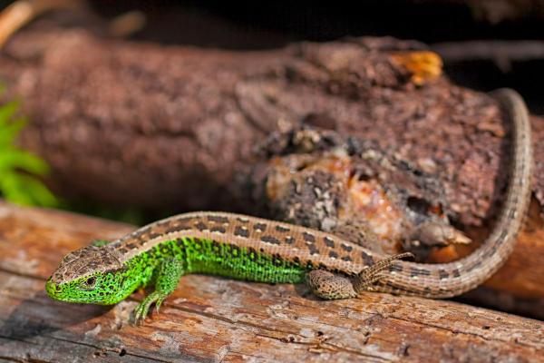 Different Types of Lizards - Sand lizard