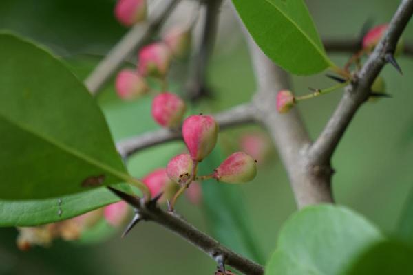 Plum Varieties - Different Kinds of Plums - Sand plum (Prunus angustifolia)