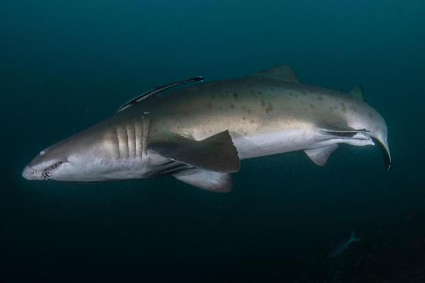 Sharks in Danger of Extinction - Sand tiger shark (Carcharias taurus)