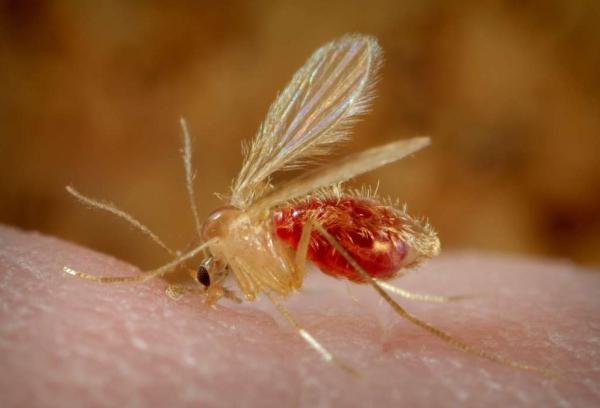 Different Types of Mosquitoes - Mosquito Species - Sandflies (subfamily Phlebotominae)