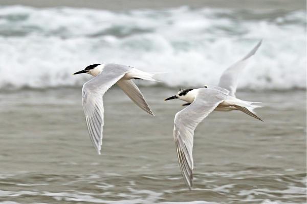 Types of Mediterranean Seabirds - Sandwich tern