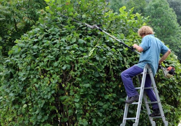 Types of Pruning Techniques - Sanitation pruning