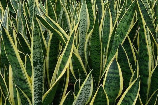 Indoor Plants That Absorb Heat - Sansevieria