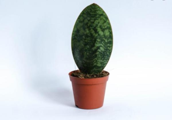 Types of Snake Plant - Sansevieria Varieties - Sansevieria masoniana Victoria