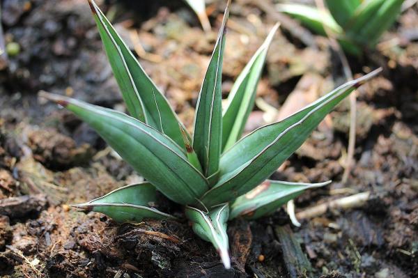 Types of Snake Plant - Sansevieria Varieties - Sansevieria pinguicula