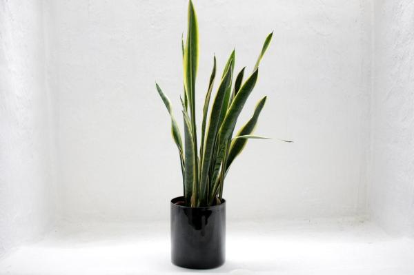 Types of Snake Plant - Sansevieria Varieties - Sansevieria trifasciata