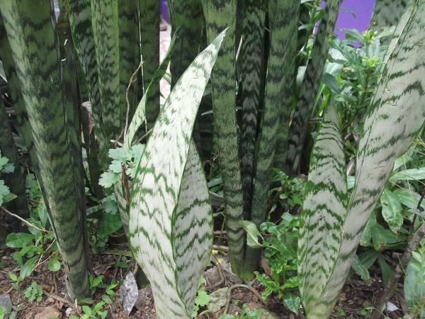 Types of Snake Plant - Sansevieria Varieties - Sansevieria Zeylanica