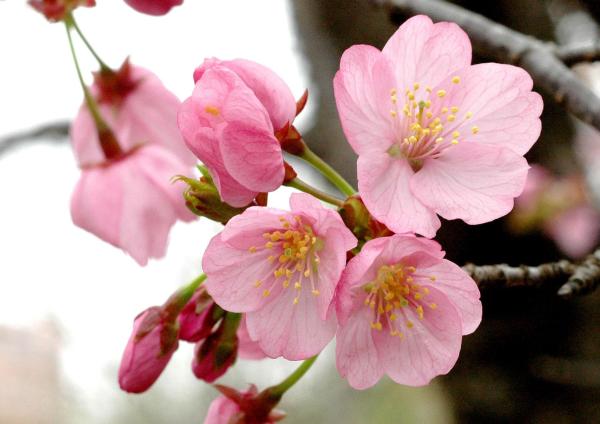 Types of Cherry Trees - Cherry Tree Varieties - Sargent's cherry (Prunus sargentii)