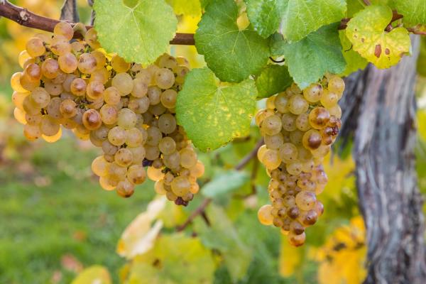 Different Types of Grapes for Eating and Drinking - Sauvignon blanc