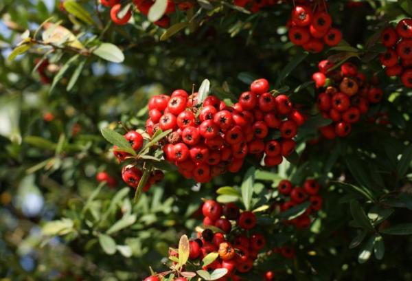 Winter Outdoor Plants for Pots - Scarlet firethorn